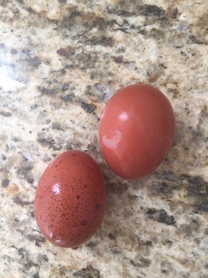 Backyard Egg