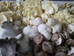Brewer's Mushrooms