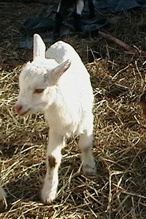 Campagnola Farms