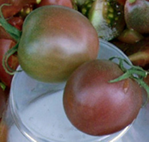 TomatoFest Organic Heirloom Tomatoes and Tomato Seeds