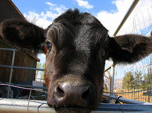 Tarleton Tavern Farm