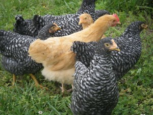 Chick Queen Eggs