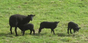 Circle B Ranch