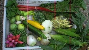 Family Roots Farm (Javernick Family Farms)