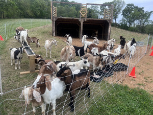 Gnome Hollow at Dixon Hill Farms, LLC