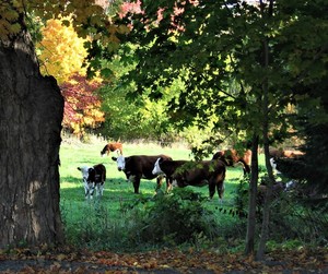 Kezialain Farm