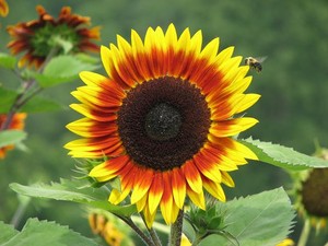 Sunfresh Farms