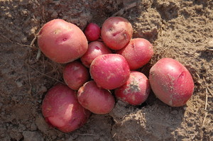 Fat Blossom Farm
