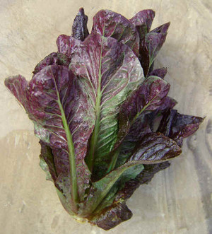 Harvest Thyme Farm CSA