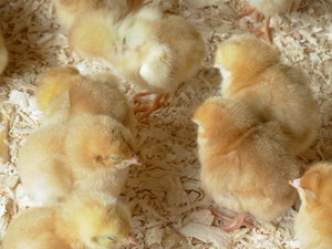 Brackney Poultry