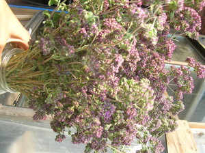 Redbear Farms