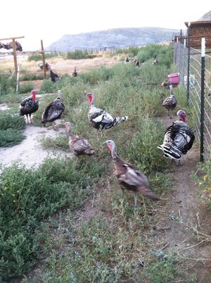 Legend Rock Heritage Turkey