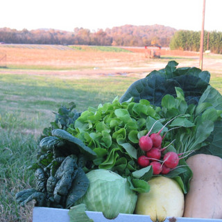 Delvin Farms