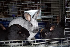 BHA Rabbitry