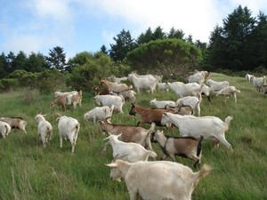 Salmon Creek Ranch