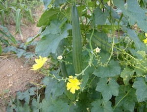 Peacefully HomeGrown
