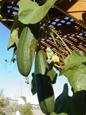 Red Rosa Farm