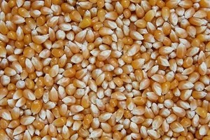Gourmet Popcorn Shop
