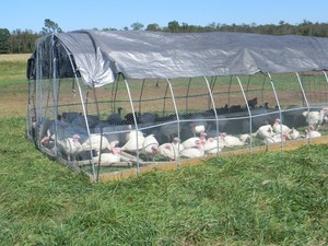 Auburnlea Farms MEAT CSA