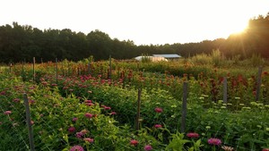 Mighty Tendril Farm
