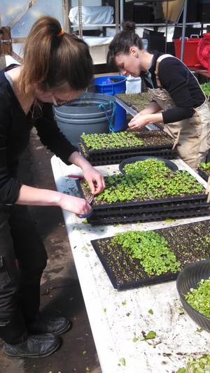 Waltham Fields Community Farm