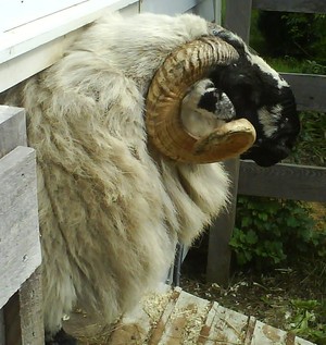 Tuckernuck Farm