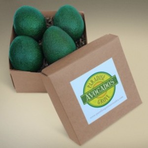 Paradise Grove Avocados
