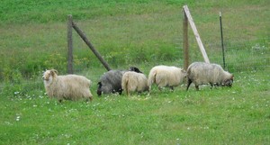 Morning Star Meadows Farm
