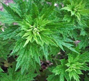 Kettleweed Herbals