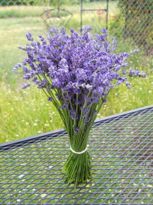Onederings Lavender & Herb Farm