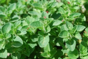White City Produce & Greenhouses