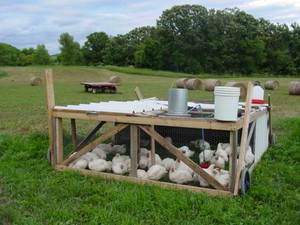 Keene Organics Garlic