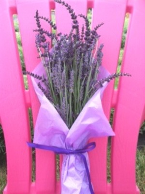 Sauvie Island Lavender Farm