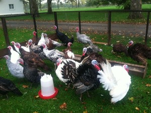 Ayrshire Farm