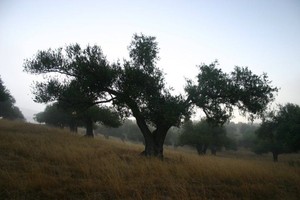Hillcrest Ranch Sunol LLC