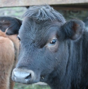 Lake View Farm