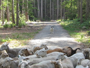 Yam Lamb Sheep Co
