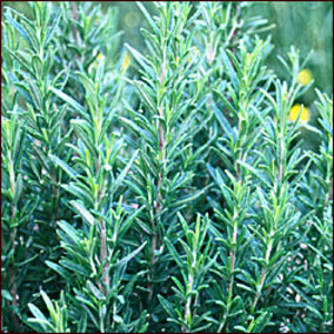 Organic Heirloom Plants