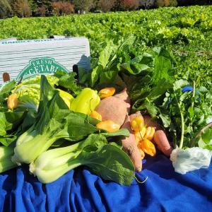Even' Star Organic Farm