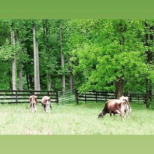 Twin Springs Farmstead