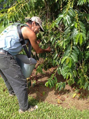 Hilo Coffee Mill - Market @ The Mill