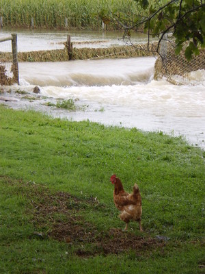 FirstWatch Farms