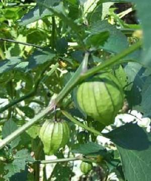 Our Vegetable Patch