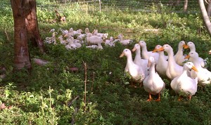 Scooby's Organic Farm