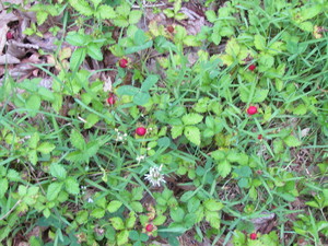 Crescendo of Peace Farm