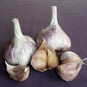 Red Gate Garlic LLC