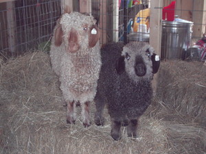 De Colores Farm