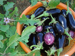 Cure Organic Farm
