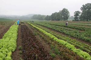Wholesome Valley Farm