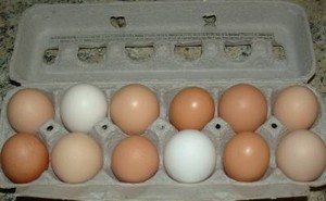 MKS Homestead Farm